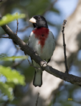 Rose breasted Grosbeak 1029